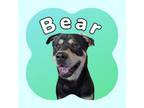 Adopt Bear a Mixed Breed