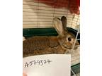 Adopt Mr. Sniffles a Chocolate Other/Unknown / Mixed rabbit in Olympia