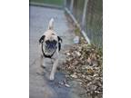 Adopt Toad a Pug, Jack Russell Terrier
