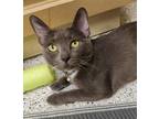 Adopt Mousey a Gray or Blue (Mostly) Domestic Shorthair / Mixed (short coat) cat