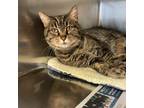 Adopt Charlie a Domestic Short Hair