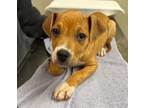 Adopt TOMMY a Boxer, Pit Bull Terrier