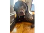 Adopt Bash a Chocolate Labrador Retriever