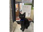 Adopt Cowfish a All Black Domestic Shorthair / Domestic Shorthair / Mixed cat in