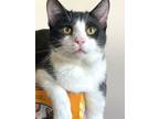 Adopt Pickles a Domestic Short Hair