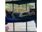 Adopt Titanium and Tin a Gray or Blue Domestic Shorthair / Mixed cat in