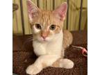 Adopt Small Fry a Orange or Red Domestic Shorthair / Mixed cat in Hanna City