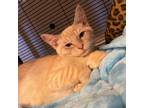 Adopt French Fry a Tan or Fawn Tabby Domestic Shorthair / Mixed cat in Hanna