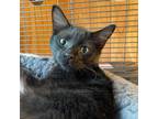 Adopt Muddy Waters a All Black Domestic Shorthair / Mixed cat in Hanna City