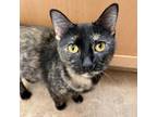 Adopt Duchess a Tortoiseshell Domestic Shorthair / Mixed cat in Hanna City