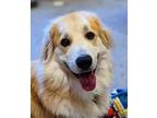 Adopt Link a Great Pyrenees / Mixed dog in Portland, OR (38469536)