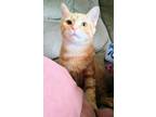 Adopt OrangeJoe a Domestic Short Hair