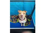 Adopt Robbie a American Staffordshire Terrier