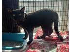 Adopt Mario a Domestic Short Hair