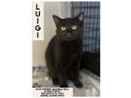 Adopt Luigi a Domestic Short Hair