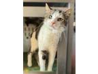 Adopt Ezra a Domestic Short Hair