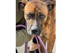 Adopt Atlas a Mountain Cur