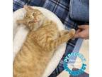 Adopt Bill Nye the Science Cat a American Shorthair