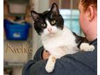 Adopt Archie a Domestic Short Hair