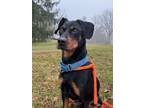 Adopt Sparky a Miniature Pinscher, Rottweiler