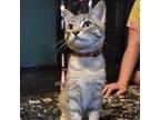 Adopt Pelican ( Brown Collar) a Gray or Blue Domestic Shorthair / Mixed cat in