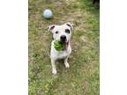 Adopt Wes a White Mixed Breed (Large) / Mixed dog in Lancaster, PA (38430574)