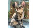 Adopt Alex a Domestic Short Hair