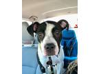 Adopt Freddy Hutch a Pit Bull Terrier