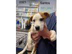 Adopt Santos a Labrador Retriever, Terrier