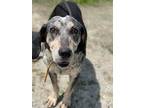 Adopt Groot a Coonhound