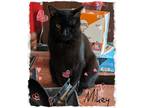 Adopt Mikey a All Black Domestic Shorthair (short coat) cat in Great Mills
