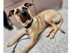 Adopt Lynda a Tan/Yellow/Fawn Mastiff / Black Mouth Cur / Mixed dog in