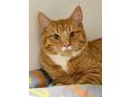 Adopt Captain America a Orange or Red Domestic Shorthair / Domestic Shorthair /
