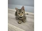 Adopt Rhiannon a Brown or Chocolate Domestic Shorthair / Domestic Shorthair /