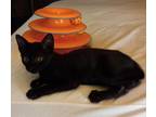 Adopt Gouda a Black (Mostly) Domestic Shorthair (short coat) cat in Terrell