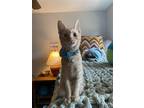 Adopt Egg Drop a Orange or Red Domestic Shorthair / Mixed (short coat) cat in