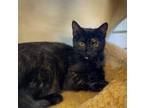 Adopt Scarlet Witch a All Black Domestic Shorthair / Domestic Shorthair / Mixed