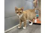 Adopt Iron Man a Orange or Red Domestic Shorthair / Domestic Shorthair / Mixed