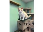 Adopt Mochi a Orange or Red Domestic Shorthair (short coat) cat in Chisholm