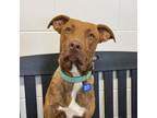 Adopt Jamie a Brown/Chocolate American Pit Bull Terrier / Mixed Breed (Medium) /