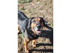 Adopt Leroy a Black Basset Hound / Bloodhound / Mixed dog in Jasper