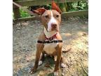 Adopt Lance a Brown/Chocolate Mixed Breed (Large) / Mixed dog in Menands