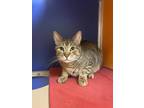 Adopt Snooze a Brown or Chocolate Domestic Shorthair / Domestic Shorthair /