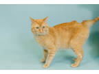 Adopt Orange a Orange or Red Domestic Shorthair / Domestic Shorthair / Mixed cat