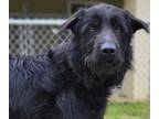 Adopt CHASE a Wirehaired Terrier