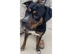 Adopt JESTER a Rottweiler