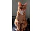 Adopt Appy a Orange or Red Domestic Shorthair (short coat) cat in Terrell