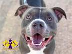 Adopt Moose a Gray/Blue/Silver/Salt & Pepper Mixed Breed (Large) / Mixed dog in