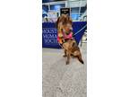 Adopt Ginger Pawgers (TV Celebrity) a Red/Golden/Orange/Chestnut Mixed Breed