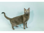 Adopt Scarlet a Gray or Blue Domestic Shorthair / Domestic Shorthair / Mixed cat